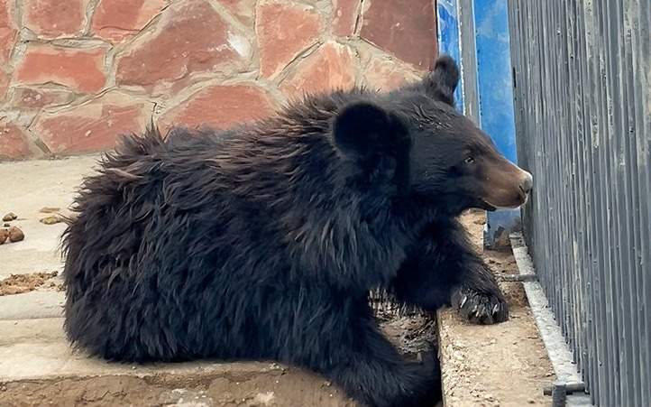 Гималайская-медведица-обосновалась-в-Карагандинском-зоопарке