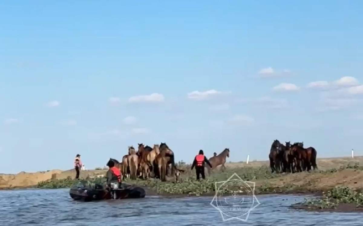 Спасены-80-лошадей-из-затопленной-местности-в-Атырауской-области