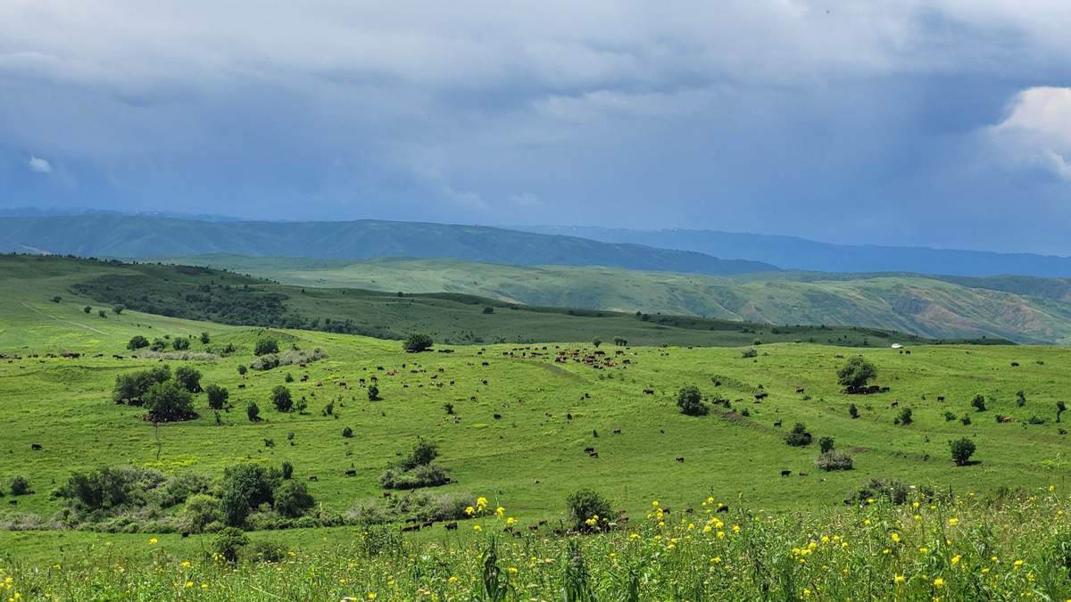 Австралийский-метод-животноводства-применяют-в-области-Жетысу