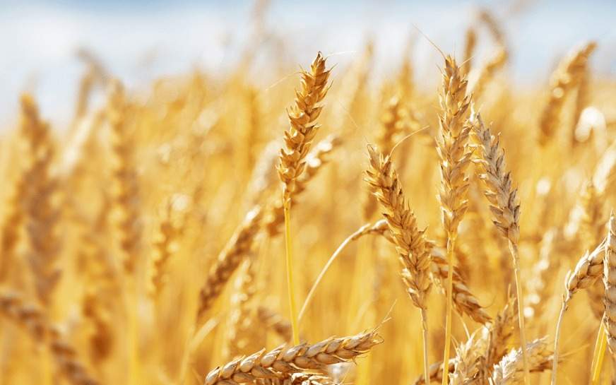 Продкорпорация готова поставить 1 миллион тонн пшеницы в Азербайджан