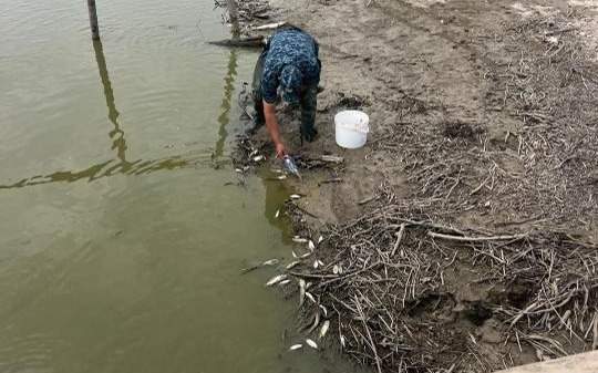 Гибель рыбы на канале Сары-озек: спасение продолжается