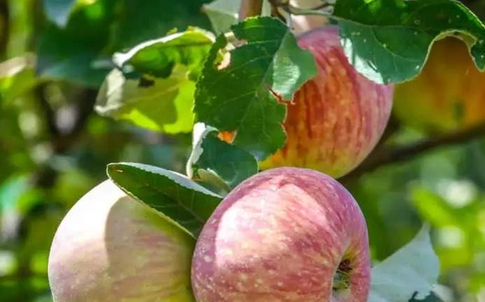 В Казахстане разрабатывается Национальный стандарт для алматинского сорта яблок