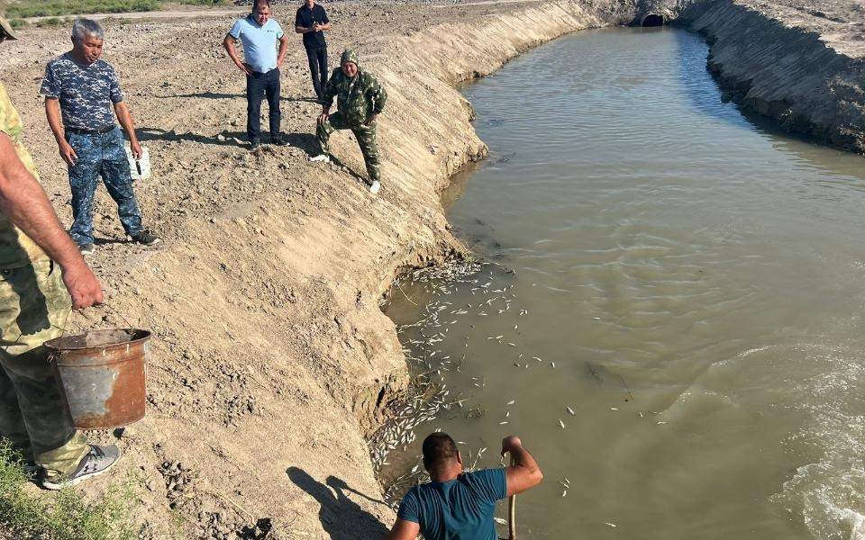 Причину-гибели-рыбы-в-Атырау-назвали-в-Минсельхозе-РК