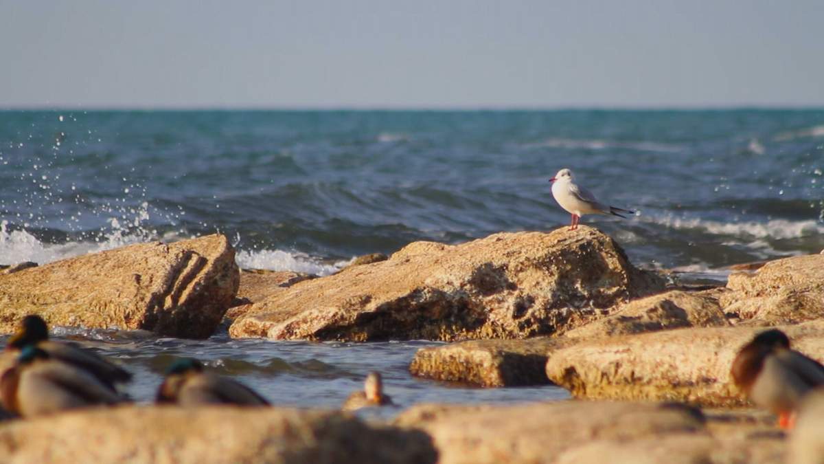 Ребенка на надувном круге унесло в Каспийское море