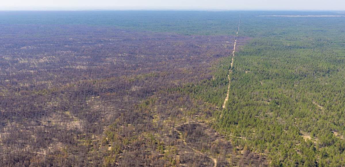 Восстановление Семей орманы: достижения за год после крупного пожара