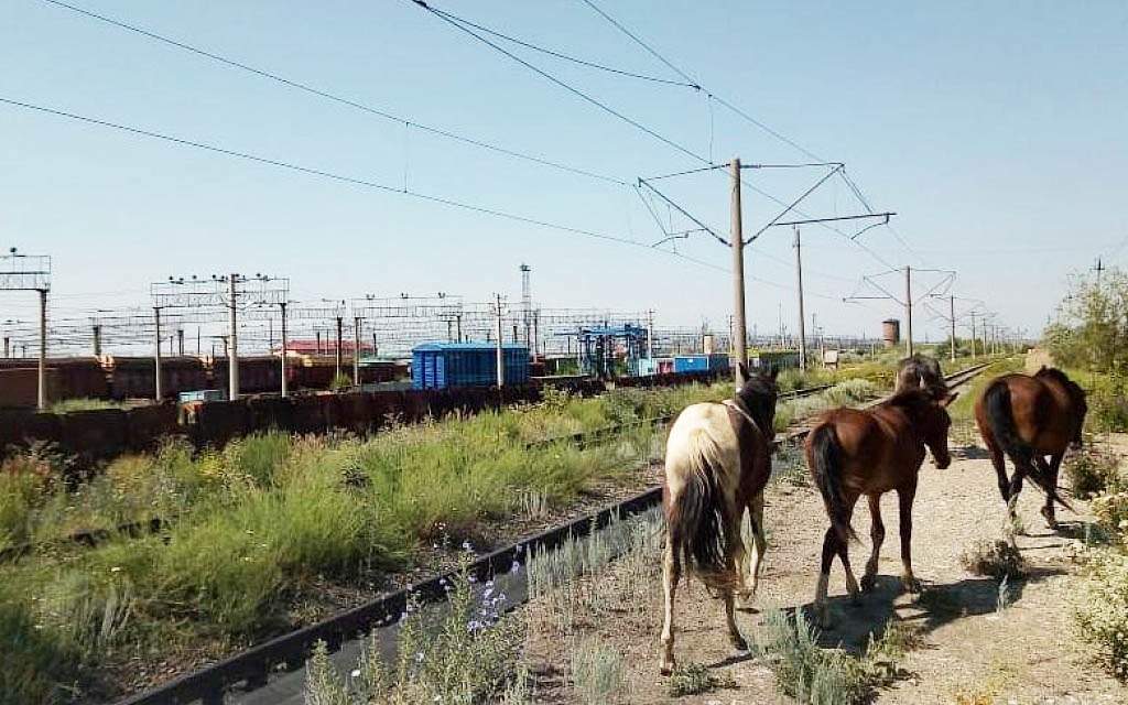 11 лошадей попали под грузовой поезд 