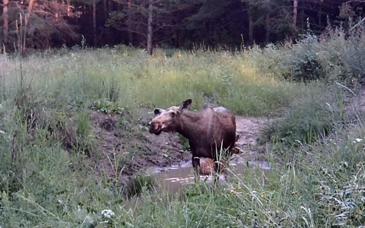 Семейство-лосей-попало-в фотоловушку-в «Ертiс-орманы»