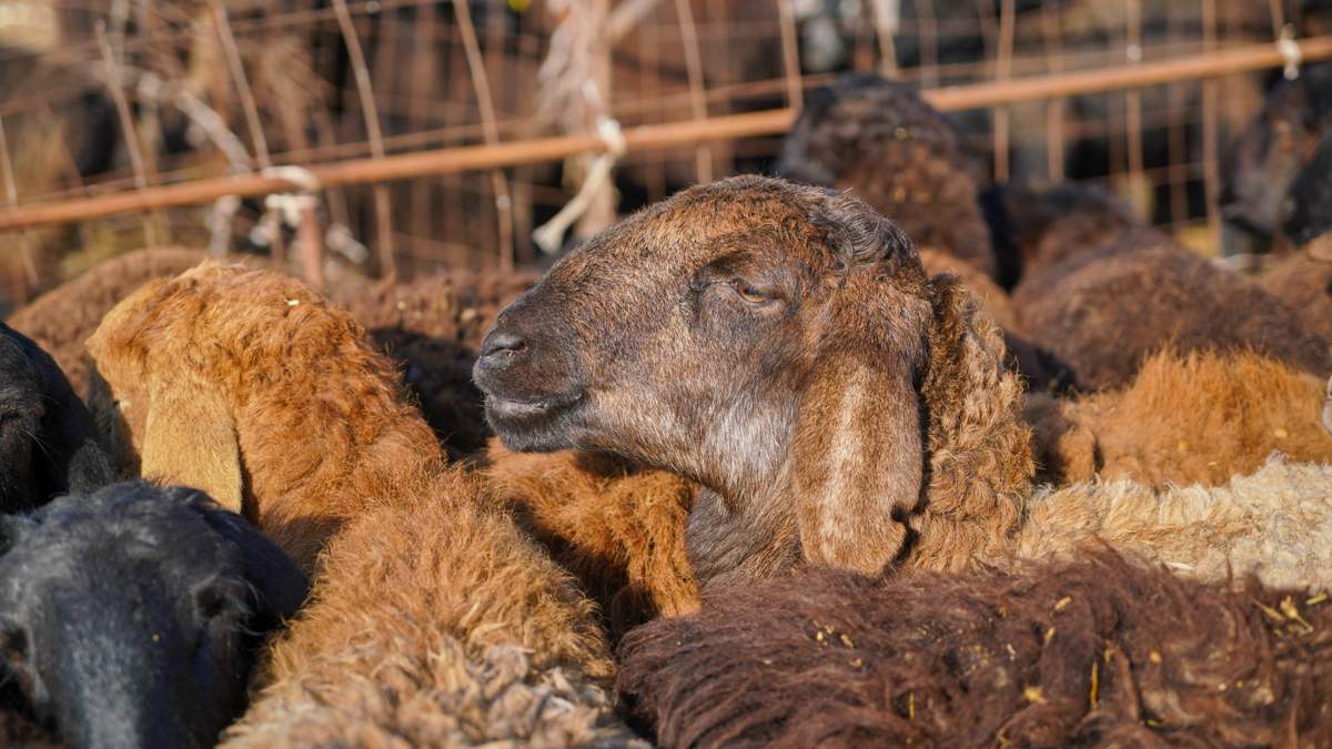 Казахстан будет экспортировать племенных овец в Монголию