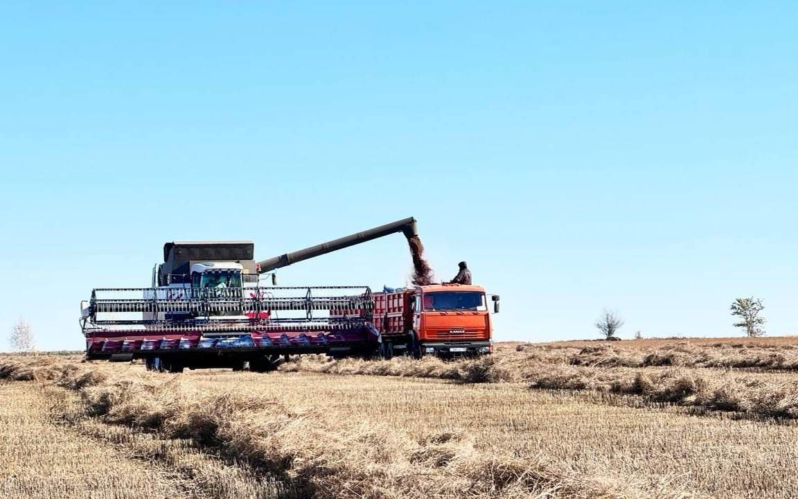 5,6 млн тонн зерна намолочено в Северно-Казахстанской области