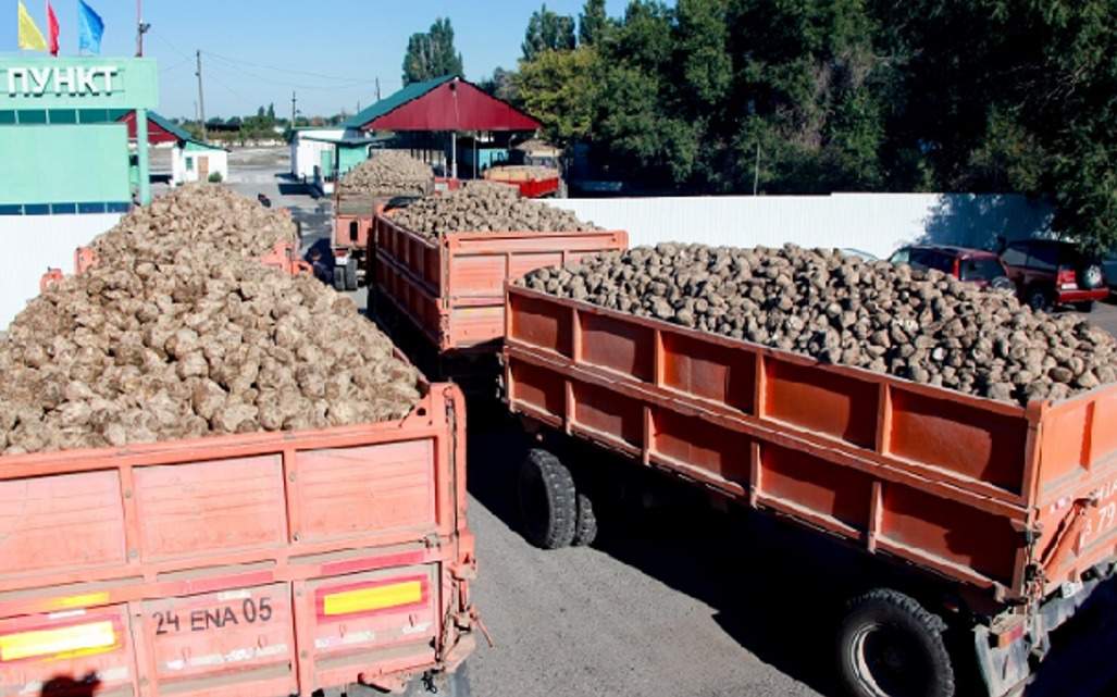 Урожай свеклы будет полностью принят сахарными заводами — Правительство РК