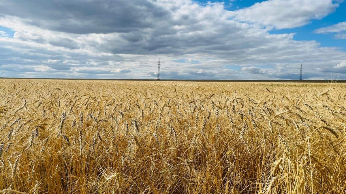 Рекордный урожай зерна собрали в Карагандинской области