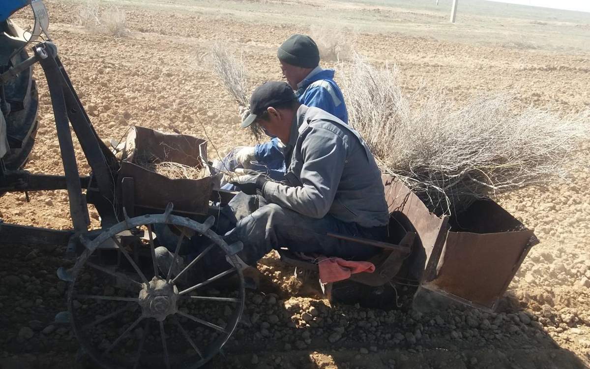 Почему-в-Западном-Казахстане-не-приживаются-деревья-и-чем-опасен-американский-клен