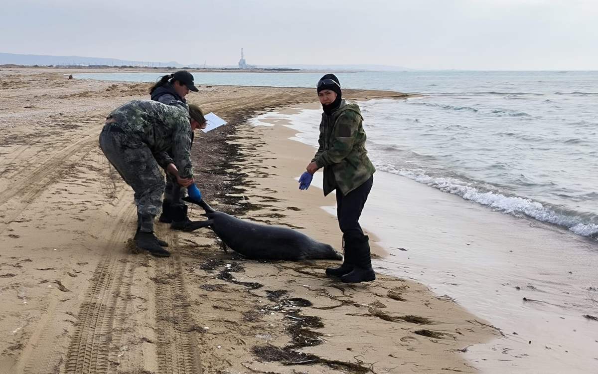 Экологи отобрали пробы воды Каспия для установления причины массовой гибели тюленей