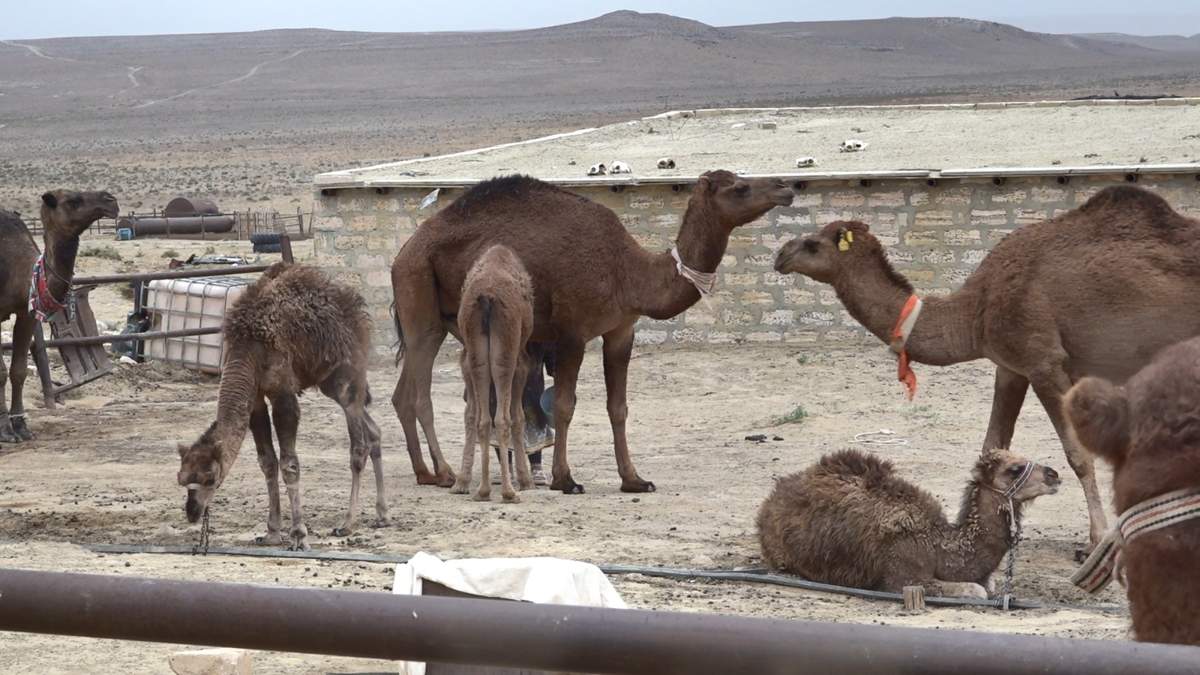 Субсидии на корм и воду просят фермеры Мангистауской области