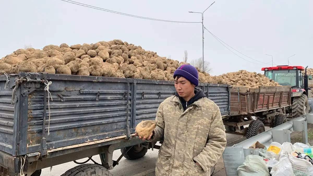 Очередь перед Коксуским сахарным заводом превысила 1 километр: фермеры ночуют в машинах