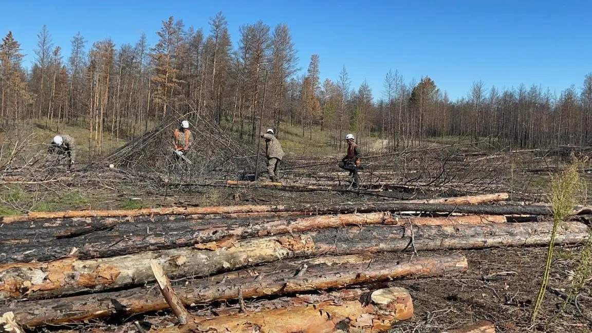 В «Семей орманы» продают сгоревшие при пожаре деревья