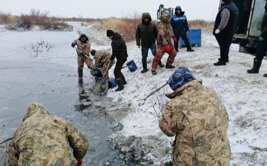 1,8 млн штук молоди рыб спасли в Атырауской области