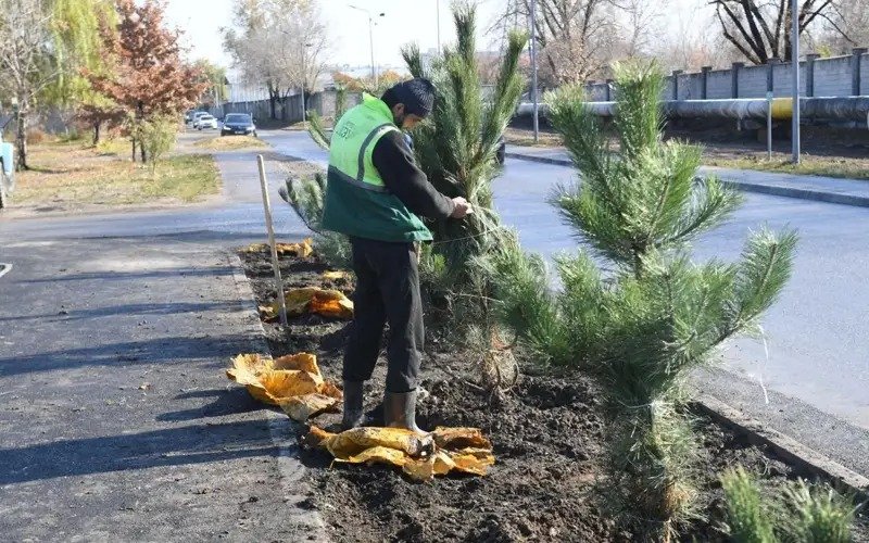 Прокуратура Алматы усилила контроль за компенсационной посадкой деревьев
