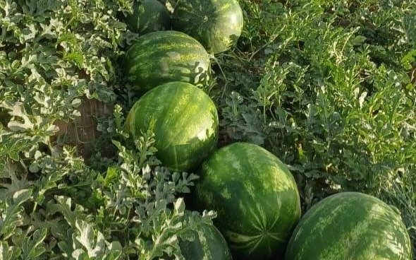В-Туркестанской-области-начали-продавать-первые-арбузы