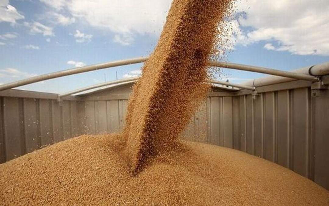 Рост-экспорта-зерна-нового-урожая-составил-58,1%