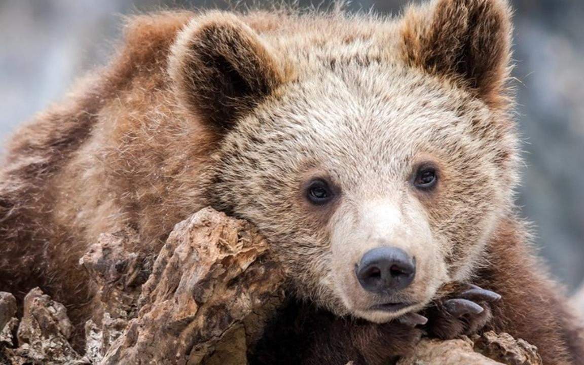 Бургеры из медвежатины: Словакия одобрила продажу мяса бурого медведя