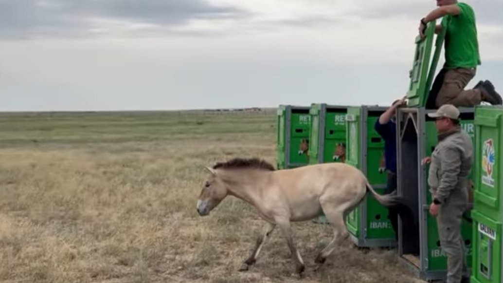 Как новая группа лошадей Пржевальского обживается в Казахстане