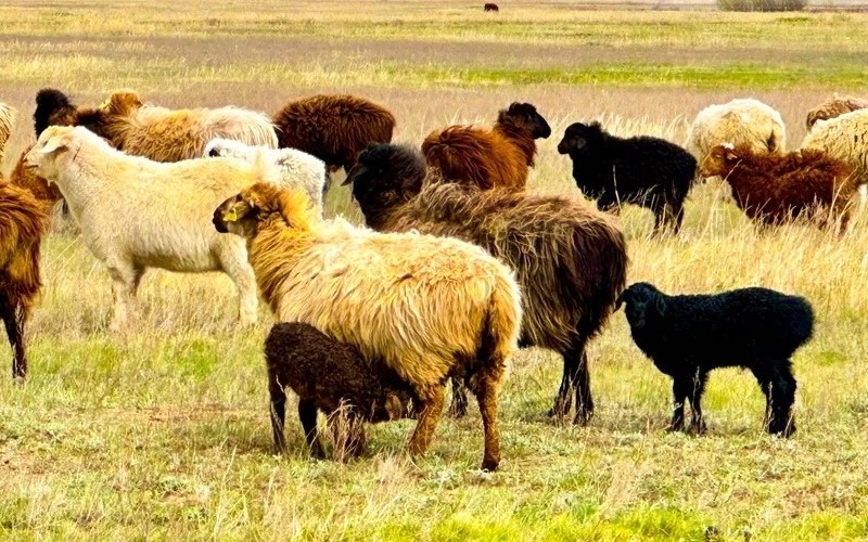 В ВКО определены 12 мест для обряда жертвоприношения на Курбан айт