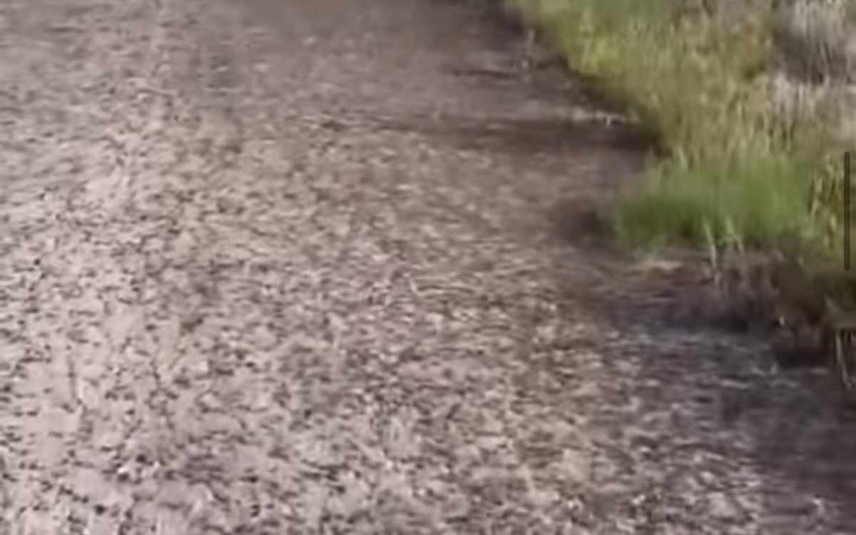 Видео с нашествием саранчи в Костанайской области распространяется в Сети