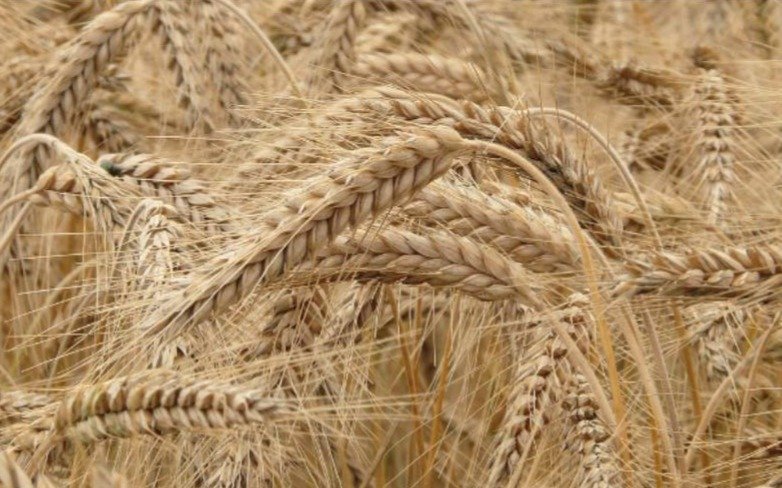 Эксперт-озвучил-проблемы-экспорта-казахстанской-органической-продукции