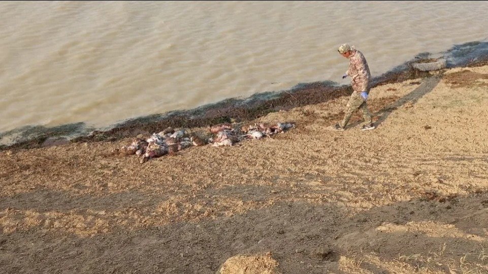 Можно ли пить воду из реки, где утонули сайгаки в ЗКО