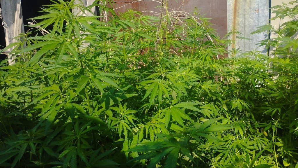 Акмолинец вырастил в огороде около 1000 кустов конопли