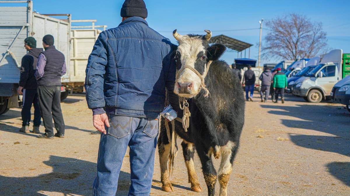 В Казахстане модернизируют убойные площадки