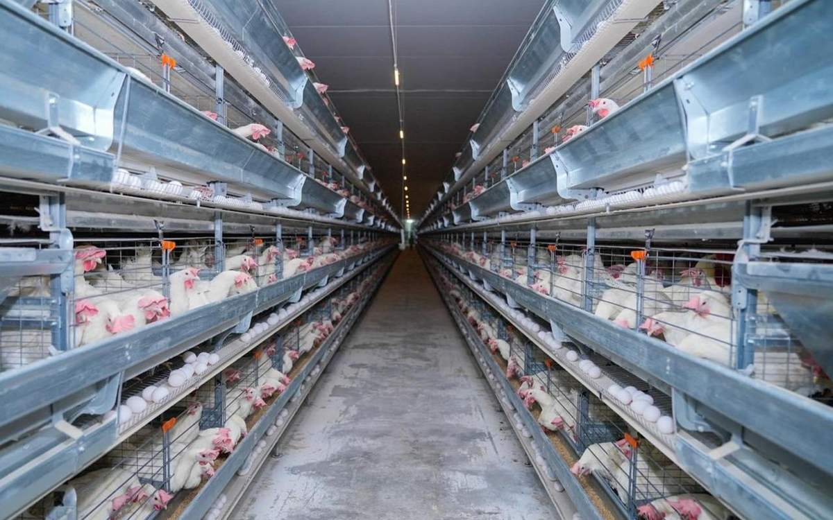 15,7 млрд тенге выделено на субсидирование мясного птицеводства в РК