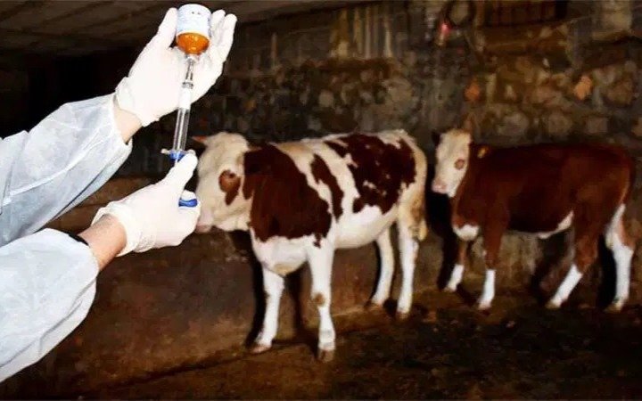 Вспышка ящура в Конье: скотный рынок в Ылгине закрыт, введён карантин