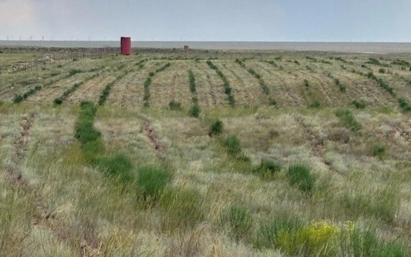 Окрестности отравленного озера Кошкар ата будут озеленяться — Минэкологии РК