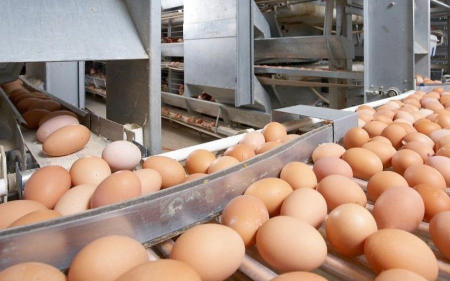 Птицефабрика на 200 млн яиц в год появится в Костанайской области