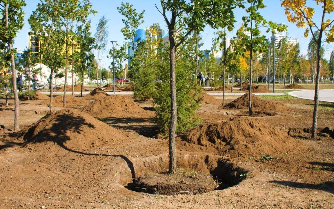 2 млрд деревьев: министр экологии заявил о приписках при реализации инициативы