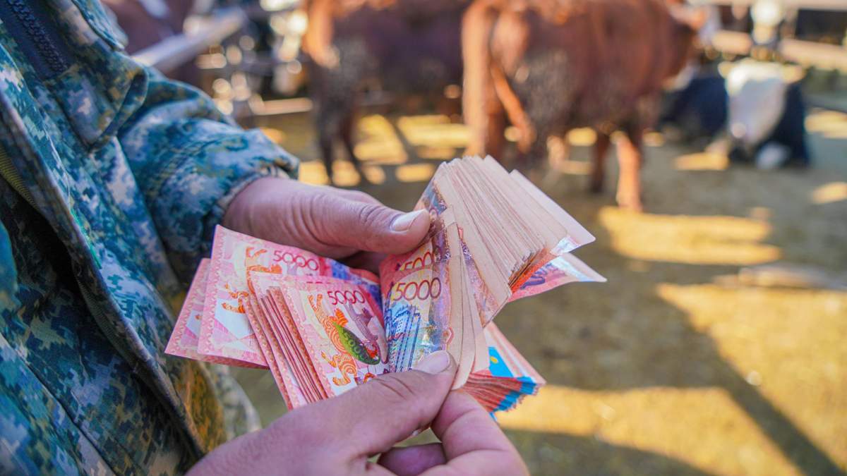 48 млн тенге на откорм скота: что известно о субсидиях блогеру в Туркестанской области