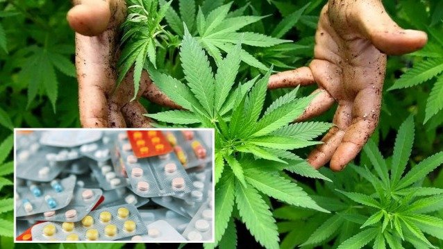 Турция одобрила медицинский каннабис: при каких заболеваниях его будут назначать