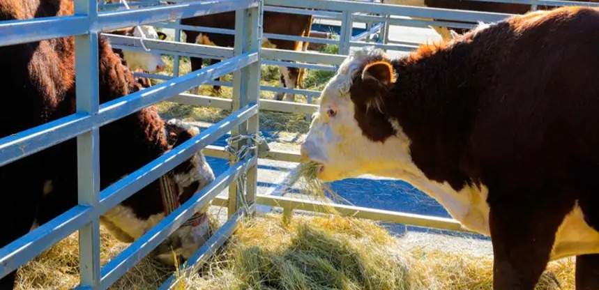 Животноводство формирует около 40% валовой продукции АПК
