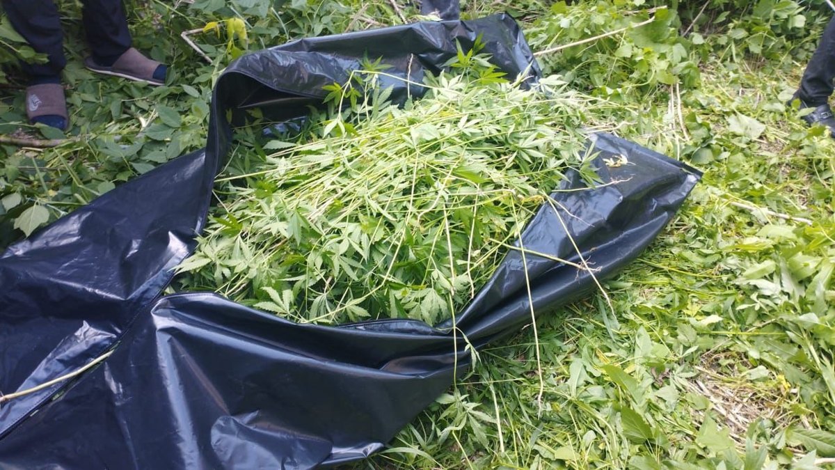 Мужчина выращивал марихуану у себя дома в Астане