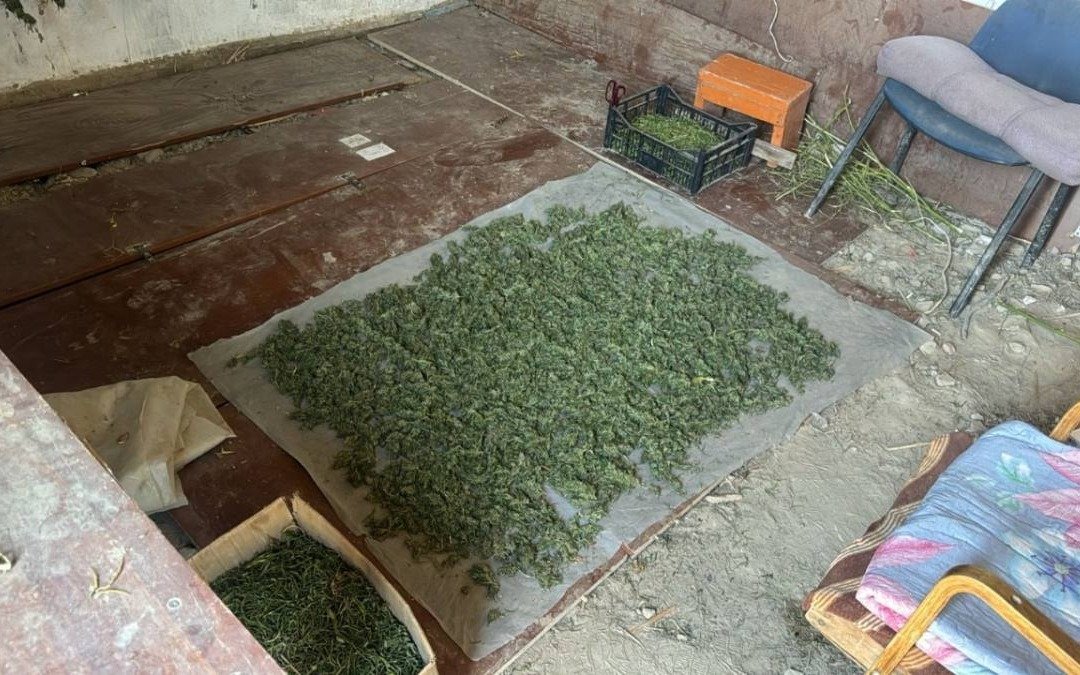 Полицейские-ликвидировали-наркопосев-в-частном-доме-в-Кызылординской-области