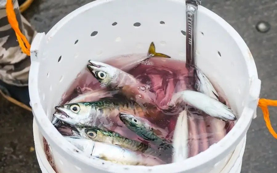 Производство-рыбы-в-Казахстане-выросло-на-21%