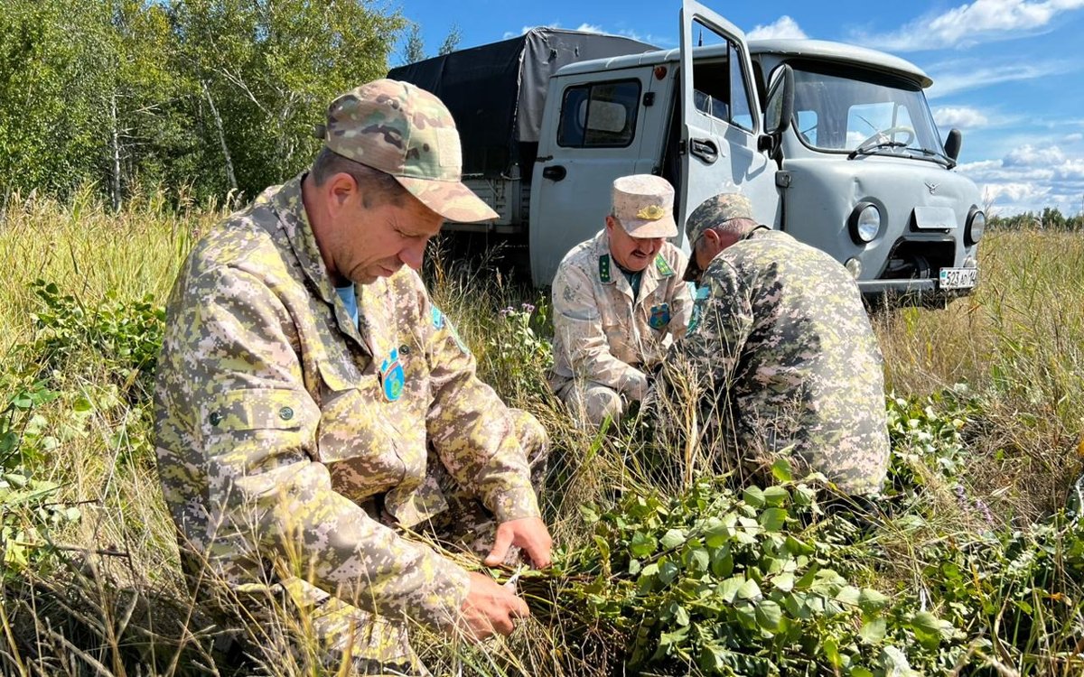 Корм-для-лосей-и-косуль-заготавливают-в-резервате-«Ертіс-орманы»