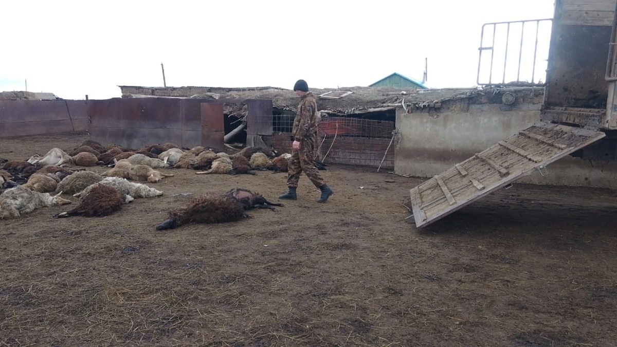 В ЗКО неизвестный хищник стал причиной гибели более 60 овец и коз