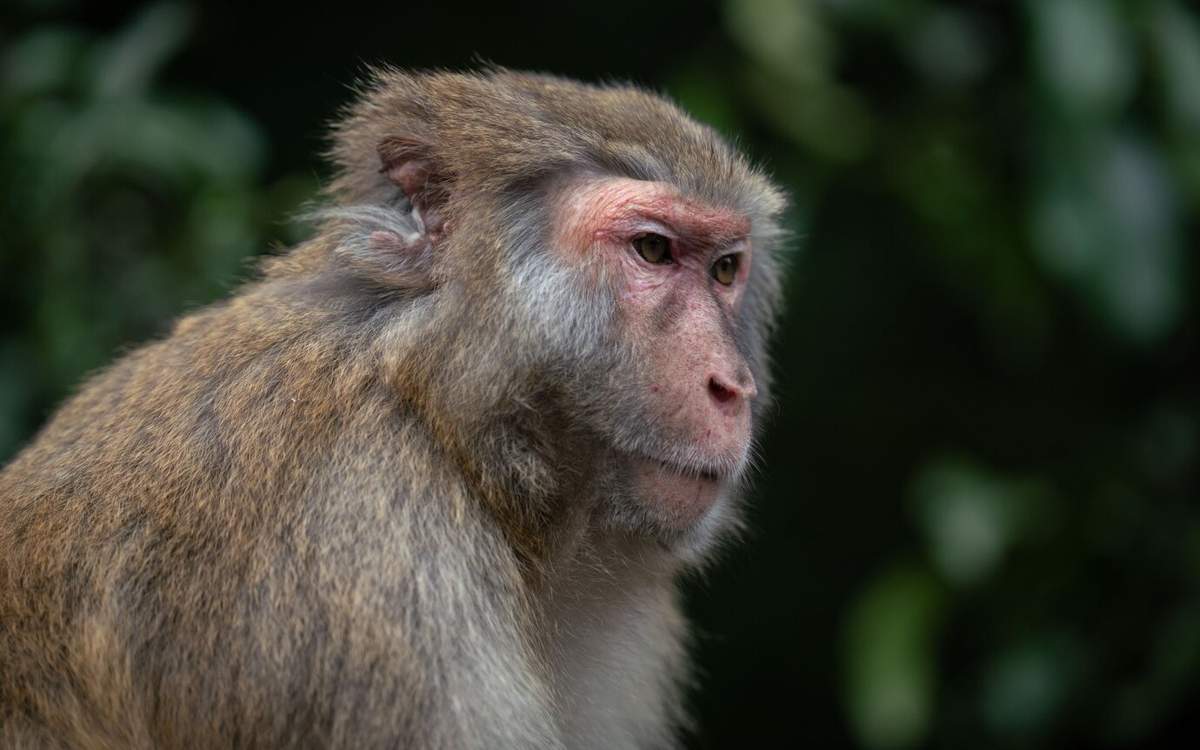 Зараженная лабораторная обезьяна сбежала после ДТП в США