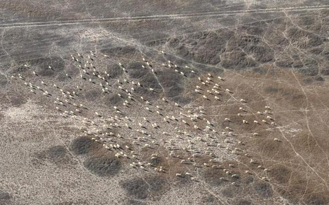 Авиамониторинг: в Карагандинской области считают архаров, косуль и сайгаков