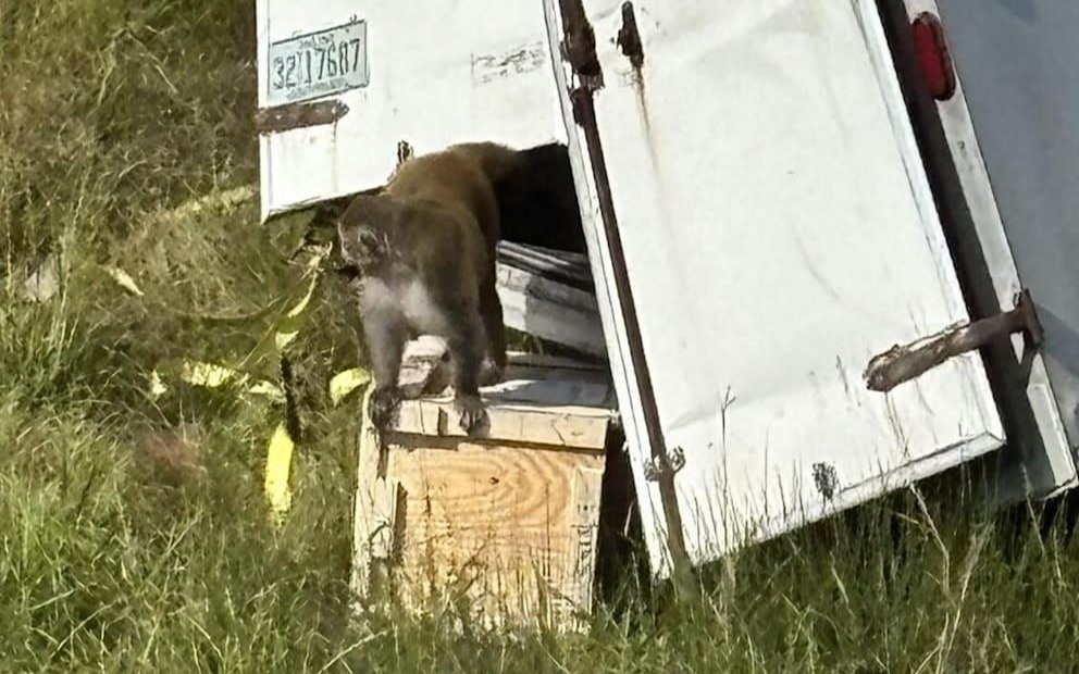 Лабораторную обезьяну, зараженную вирусами гепатита, герпеса и Covid-19 разыскивают в США