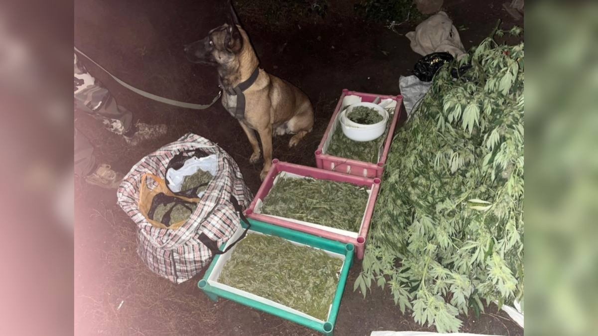 Полицейские изъяли более 12 кг наркотиков в ЗКО