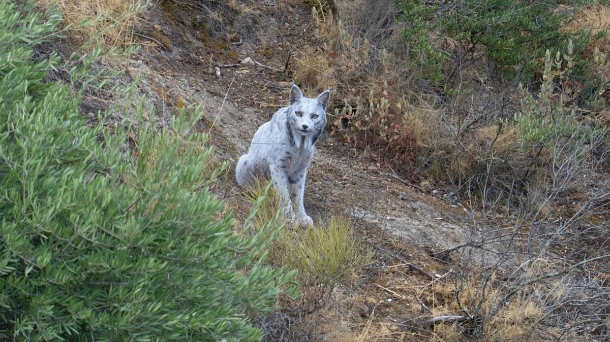 Опубликован первый в мире снимок уникальной белой пиренейской рыси